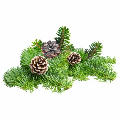 Pine - Custom Coasters Now