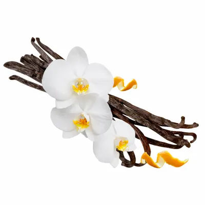 Vanilla - Custom Coasters Now