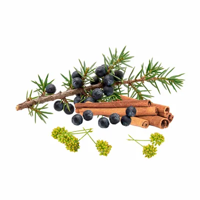 Juniper Berry - Custom Coasters Now