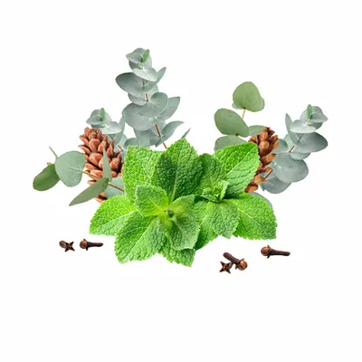 Eucalyptus & Mint - Custom Coasters Now